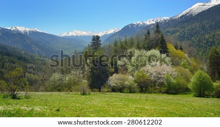 This is blossom wild garden in Caucasus mountains in spring