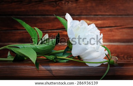 White Peony on a wooden background