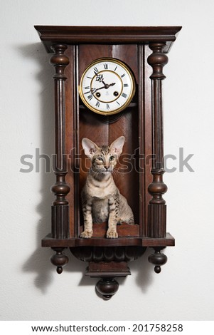 Smart tricky winking kitten sit in the clocks and attentively looking at the audience. Concept of time management, time saving, stop loosing time and steadfastly watching