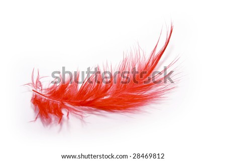 Red Feather Stock Photo 28469812 : Shutterstock