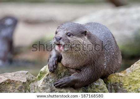 Angry otter rushing