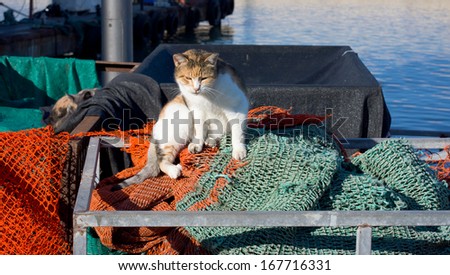 Cat on fish net in old Jaffo port.