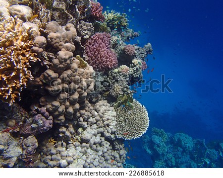underwater wildlife in the red sea