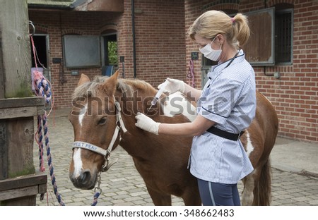 Veterinary nurse treating a Skewball pony Injecting with a large syringe