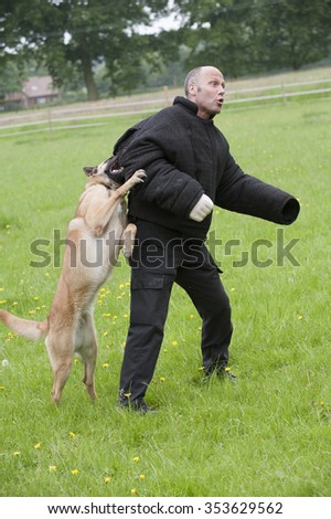 Police dog attacking handler wearing padded protection during a training session