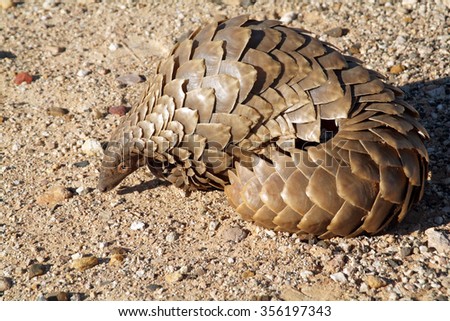 A Pangolin in the Northern Cape region of South Africa Sometimes called an Anteater