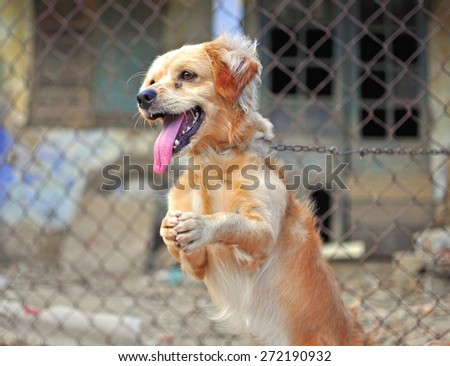 Cute training dog with an open mouth