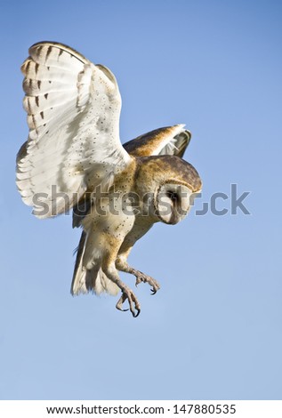 Barn owl landing