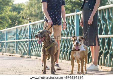 Staffordshire terriers and their owners at the street. Male and female persons have a talk on a walk with pet dogs on a sunny day