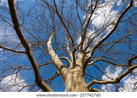 huge tree, branches out in all directions, without leafs, blue sky, view from below