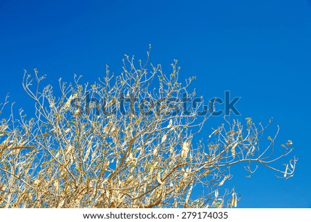 leaves on the tips of tree branches against the blue sky, spring, sprouts