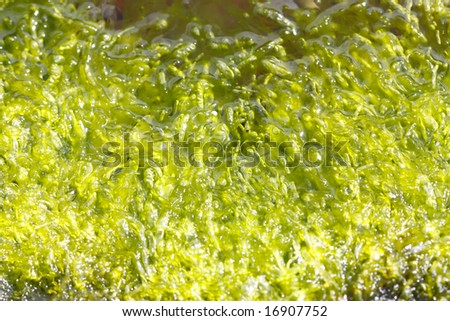 Algae background