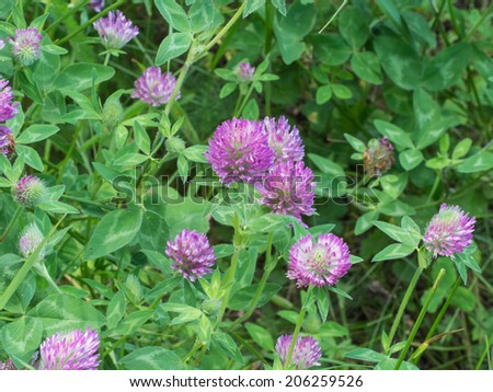 flowers of a red clover