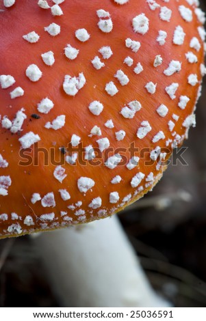 Poisonous Fungus