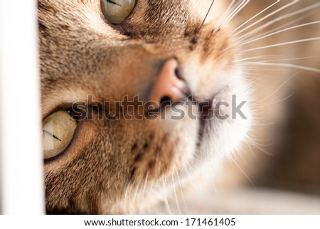 Closeup of furry cat named Lucky