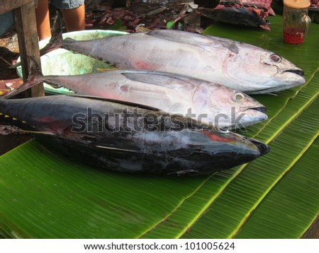 Tuna fish in traditional fish market