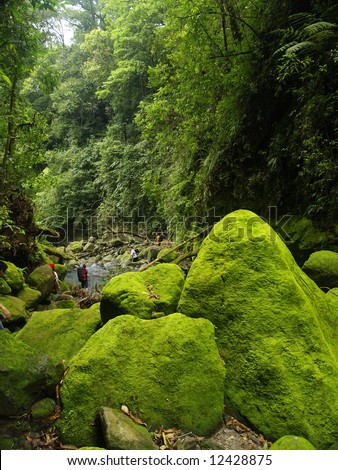 the rain forest in sibolangit camping ground , Karo, North Sumatera, Sumatra Island, Indonesia