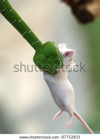 Viper eating white rat