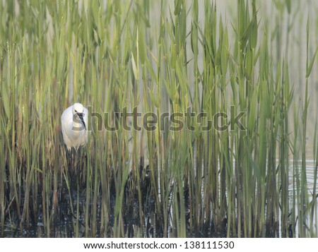 A Little Egret hunting through the reeds in the Avalon Marshes
