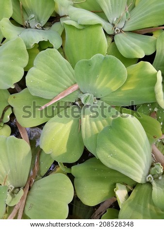 aquatic  plant water perennial botany tropical garden nature flower background green