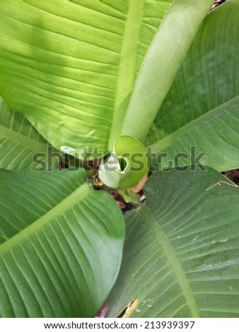 banana leaf texture line green background wallpaper eco