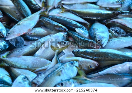 mackerel fish food silver cook feed fresh