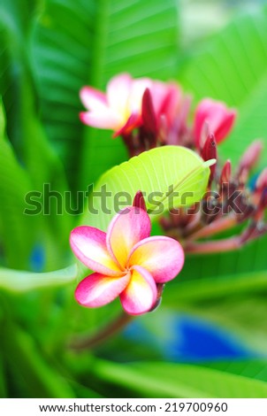 flowers aloha blooming pink yellow stone tropical green spa nature