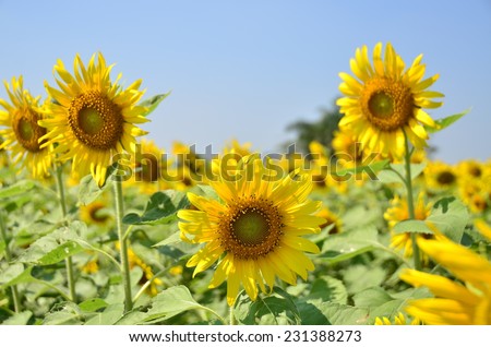 sunflowers floral yellow background green nature summer