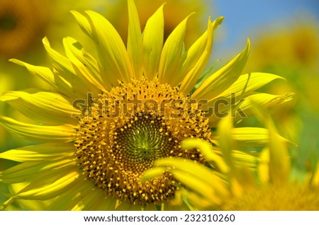 sunflowers flowers yellow green background nature wallpaper