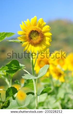 sunflowers flowers yellow background green wallpaper nature