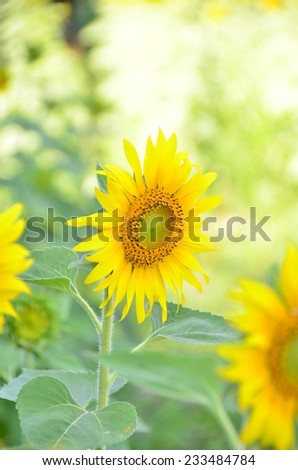 sunflowers flowers green background yellow wallpaper