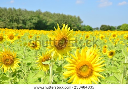 sunflowers flowers green background yellow wallpaper