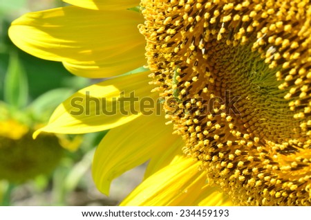 sunflowers flowers yellow background wallpaper nature