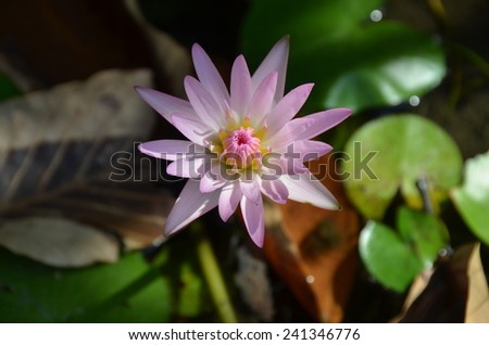 flowers pink yellow background wallpaper green water gold nature