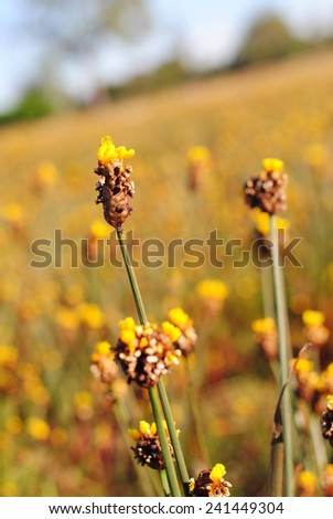 flowers yellow background wallpaper nature color vivid fresh floral green summer beauty