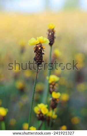 flowers yellow background green nature gold color summer outdoor