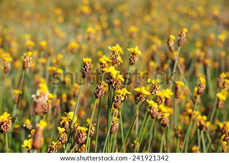 flowers yellow background green nature gold color summer outdoor