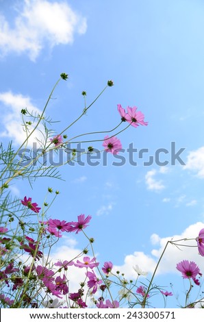 cosmos flowers pink color colorful nature wall background wallpaper summer autumn