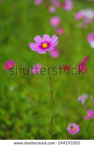 cosmos flowers pink wall background nature color texture wallpaper green