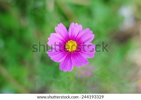 cosmos flowers pink wall background nature color texture wallpaper green