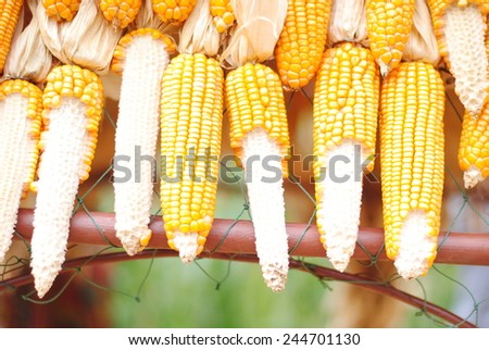 corn food yellow green wall background nature summer