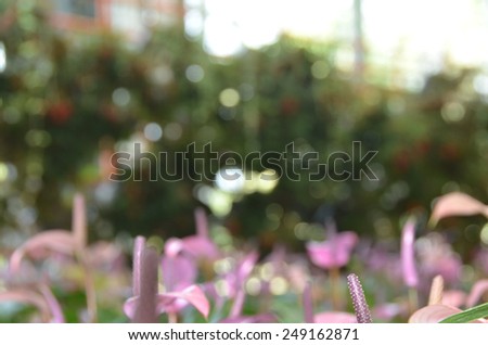 abstract blur background wall focus nature flowers color wallpaper green pink yellow flowers