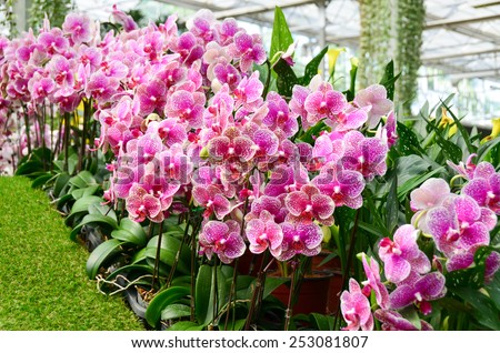 orchid flowers pink orchids background wall wallpaper nature tropical
