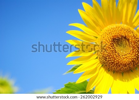 sunflowers color yellow nature wall background landscape outdoor sky green sun harvest