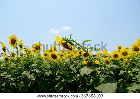 sunflowers sky green nature yellow summer beauty plant sun wall background landscape blue sunny texture