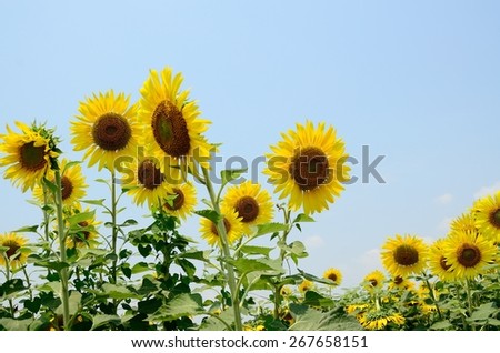 sunflowers sky green nature yellow summer beauty plant sun wall background landscape blue sunny texture