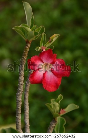 flowers red pink nature wall green background desert nature blossom green