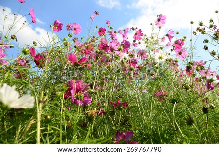 cosmos pink wall background flowers nature garden  garden blooming beautiful plant green autumn colorful