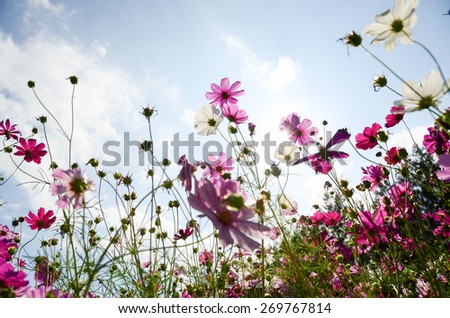 cosmos pink wall background flowers nature garden  garden blooming beautiful plant green autumn colorful
