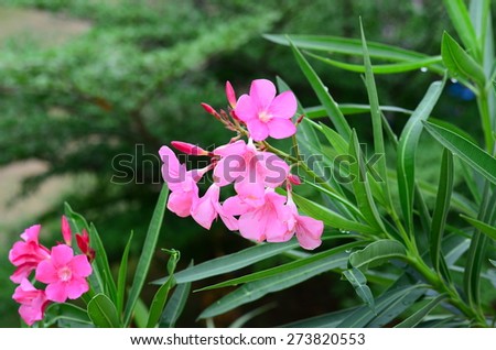 oleander flowers pink color rain wall background green nature plant garden apocynaceae isolated